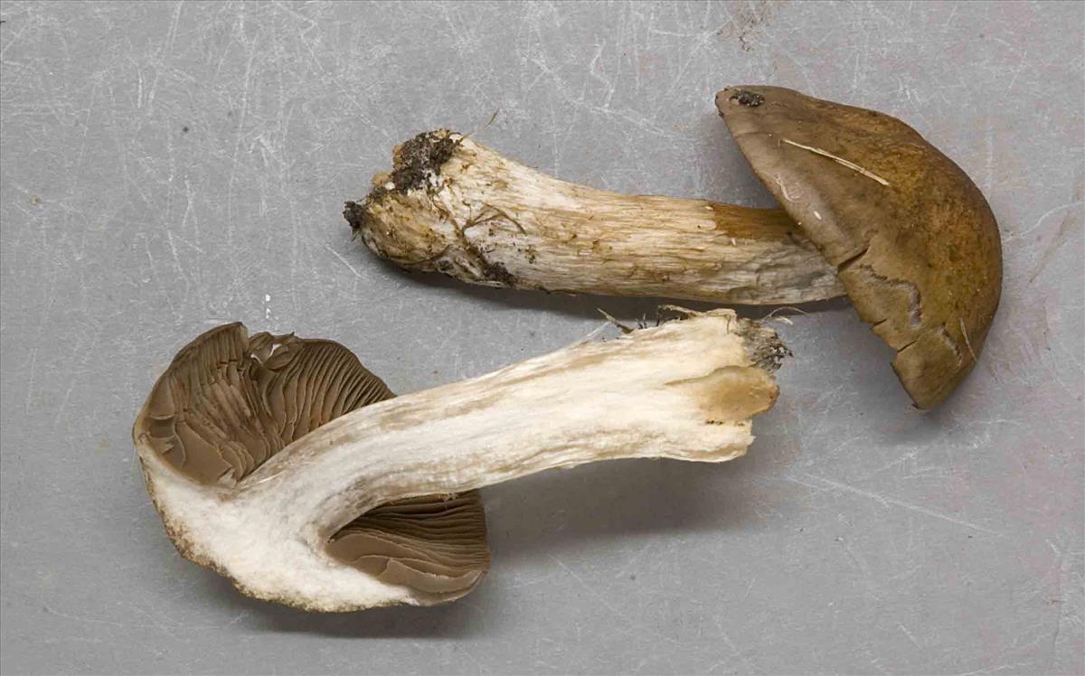 Cortinarius maculatocaespitosus (door Nico Dam)